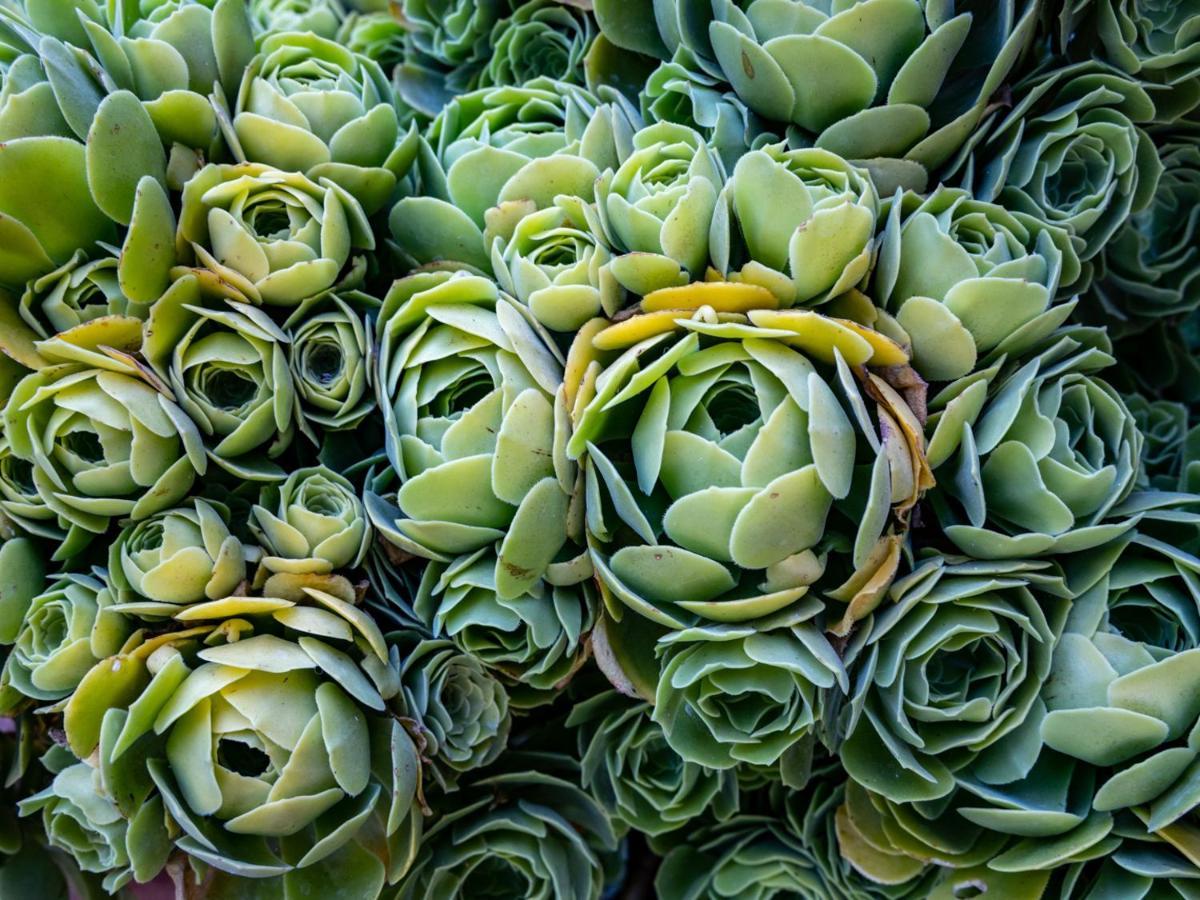 Agriturismo Salcino غروسيتو المظهر الخارجي الصورة