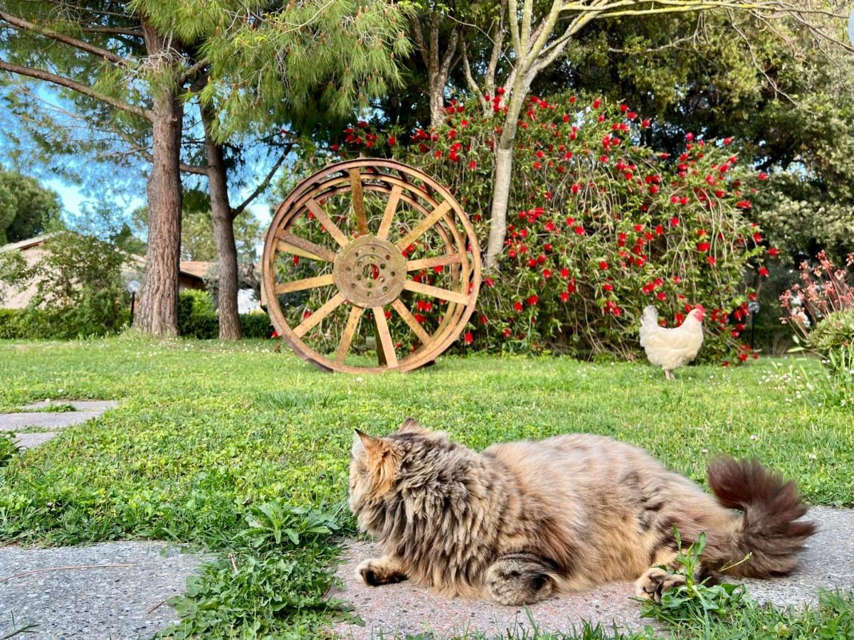 فيلا غروسيتوفي Agriturismo Salcino المظهر الخارجي الصورة